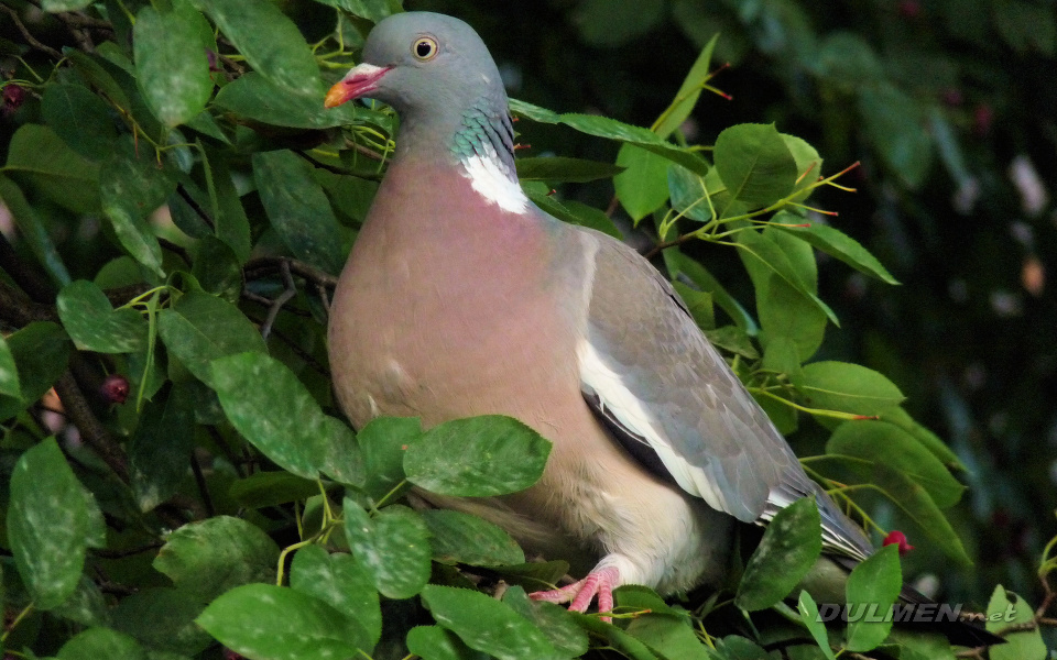 Wood-Pigeon (Columba palumbus)